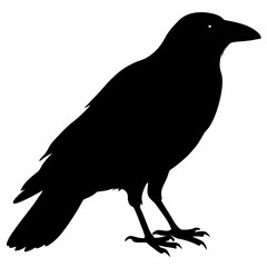 Crow vector illustration, bird isolated on white,Crow silhouette, eagle vector art