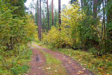 Obraz premium Beautiful small forest road surrounded by autumn nature. Natural fall season scenery in Latvia, Northern Europe.