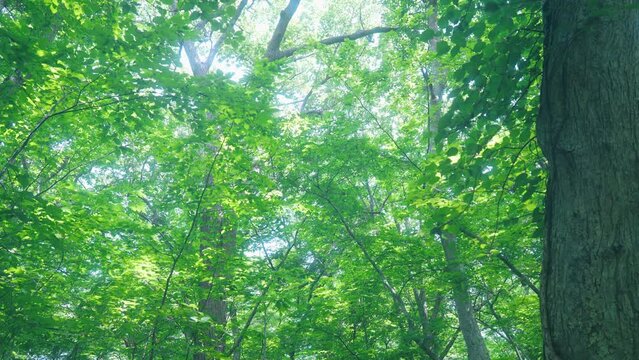 光が降り注ぐ森林　散歩道　日本　北海道　Sunlit forest walkway, Hokkaido, Japan