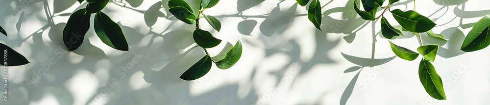 Aufkleber abstract shadows of leaves on a white background banner with copy space, a mockup for product presen