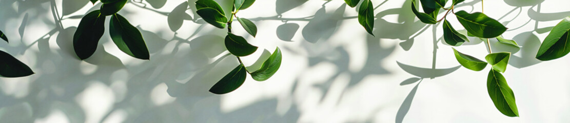 Abstract shadows of leaves on a white background banner with copy space, a mockup for product presentation. The background is in a light gray color with a minimalistic design.


