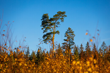 Fototapeta premium Beautiful sunny autumn day in the woodlands of Latvia. Trees with colorful leaves.