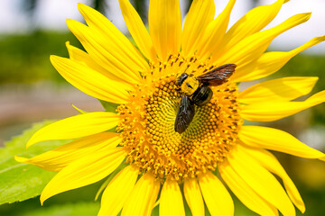 bee on a sunflower