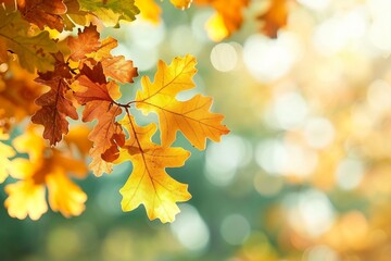 Obraz premium Autumn yellow leaves of oak tree in autumn park. Fall background with leaves. Beautiful autumn landscape.