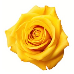 Vibrant Yellow Rose Close-Up