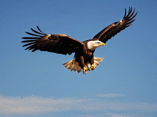 Naklejka premium An Eagle flying in the sky