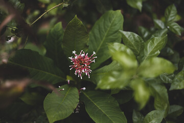 Beautiful red flowers with white spots cut with green shrubs. (Clerodendrum quadriloculare,...