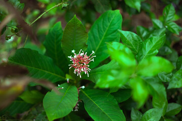 Beautiful red flowers with white spots cut with green shrubs. (Clerodendrum quadriloculare,...