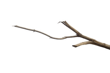 Dead branches of a tree, Dry tree branch, Dry branches with cracked dark bark Isolated on white background.