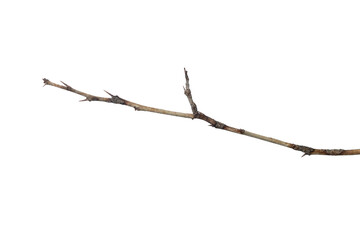 Dead lemon branches of a tree, Dry tree branch, Dry branches with cracked dark bark, Lemon branch...