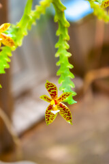 Vibrant Orchid Species: Close-up of Speckled Blossom Unique Floral Beauty with Striking Yellow and Burgundy Pattern