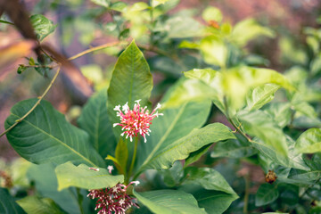 Clerodendrum quadriloculare, known as the bronze-leaved clerodendrum, fireworks flowers, Quezonia, shooting star or starburst bush. Beautiful red flowers with white spots cut with green shrubs.