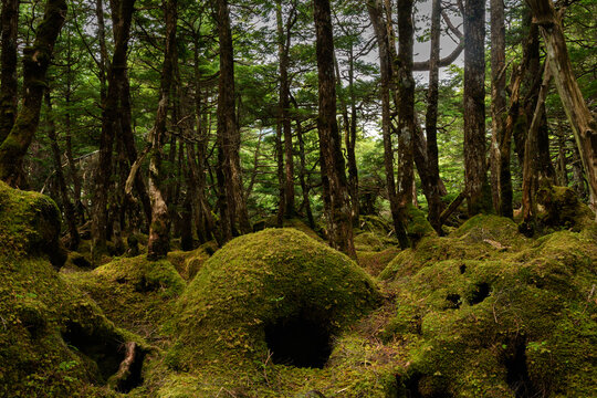 苔の生えた地面／長野県
