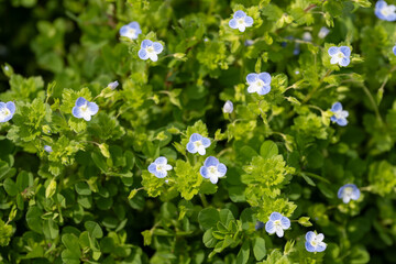小さな花をたくさん咲かせるオオイヌフグリ１