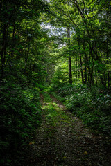 Fototapeta premium 深緑に囲まれた林道／福島県 