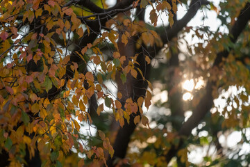 Tree Branch with colorful leaves in autumn. with bokeh background
