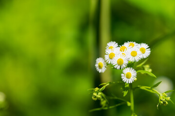 ハルジオンの白い花
