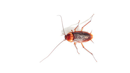 Cockroach pose isolated on white background. Close up of dead cockroach image.