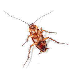 Cockroach pose isolated on white background. Close up of dead cockroach image.