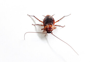 Cockroach pose isolated on white background. Close up of dead cockroach image.