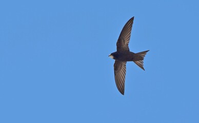 Obraz premium Apus apus (Common Swift, European Swift, Swift), Greece