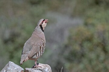 Chukar partridge (Alectoris chukar), Greece