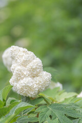 幸手権現堂白い紫陽花／埼玉県
