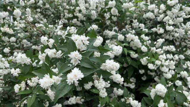 Philadelphus Manteau d Hermine. Double white flowers of Deutzia in May blown by strong winds. 