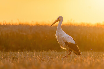 White stork bird ( Ciconia ciconia ) during sunny morning