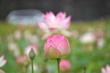 蓮の花