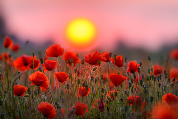 Obraz premium Red poppy flowers against sunset sky