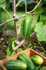 Cucumber plant in garden. Harvesting ripe vegetable in farm. Organic gardening