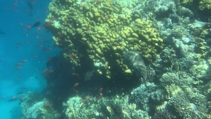 Colorful coral reef with puffer fish in the Red Sea in Egypt, wildlife 4K