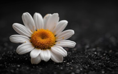 Fototapeta premium close up of flower