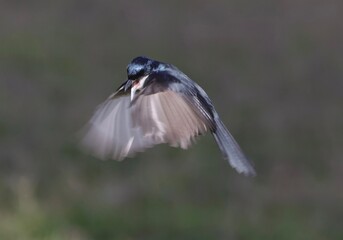 Restless Flycatcher