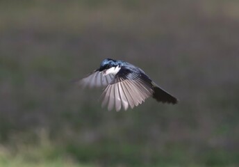 Restless Flycatcher