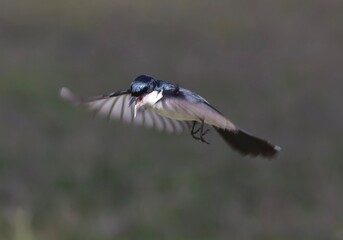 Restless Flycatcher