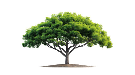 A solitary tree with a lush green canopy isolated on a white background, showcasing the beauty of nature's simplicity and serenity. isolate PNG transparent background.