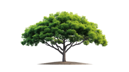 A solitary tree with a lush green canopy isolated on a white background, showcasing the beauty of nature's simplicity and serenity. isolate PNG transparent background.