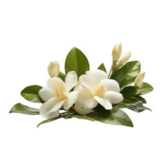 Obraz premium Jasmine flower isolate on transparent png. 