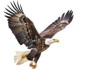 Stunning bald eagle soaring with wings spread wide isolated on white background. Majestic bird of prey in flight, symbol of freedom.