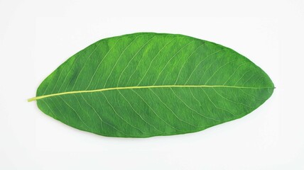 green leaf isolated on white
