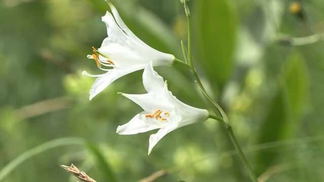 Paradisea liliastrum