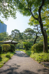 A Path in an Urban Forest Park in Japan