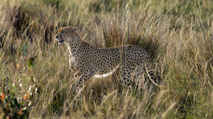 cheetah in the sun