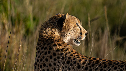 cheetah in the grass