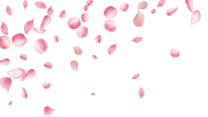 Rose petals or sakura flying petals, romantic background with realistic pink cherry flower petals flow or falling motion. Love, romance, floral spring season,cherry blossom