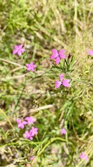 flowers in the garden