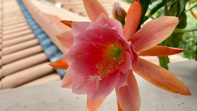 Disocactus ackermannii  cactus &eacute;piphyte originaire du Mexique