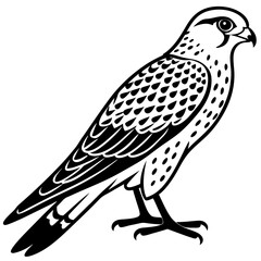 Kestrel vector silhouette 